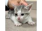 Cinta Domestic Shorthair Kitten Female