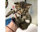 Huey Domestic Shorthair Kitten Male