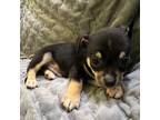 Chihuahua Puppy for sale in Spencer, IN, USA