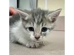 Peyote Domestic Shorthair Kitten Male