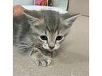 Consulea Domestic Shorthair Kitten Female