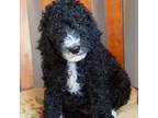 Mutt Puppy for sale in Corsica, SD, USA