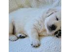 Golden Retriever Puppy for sale in Raymond, MS, USA