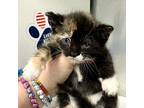 Dewey Domestic Shorthair Kitten Female