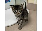 Dorsey Domestic Shorthair Kitten Male