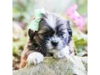 Lhasa Apso Puppy for sale in Liberty, KY, USA