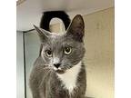 Javelin Domestic Shorthair Young Female