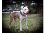 Zeke American Pit Bull Terrier Adult Male