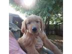 Golden Retriever Puppy for sale in Eagle Point, OR, USA