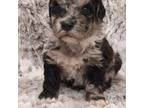 Mutt Puppy for sale in Wolcottville, IN, USA