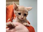 Flapjack, Domestic Shorthair For Adoption In Sioux City, Iowa