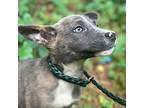 Penny, Rat Terrier For Adoption In Taylors, South Carolina