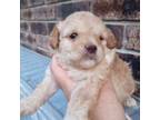 Cavapoo Puppy for sale in Myrtle Beach, SC, USA