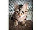 Foxy, Domestic Shorthair For Adoption In St. James, Minnesota