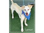 Lennon, Labrador Retriever For Adoption In Holly Springs, Georgia