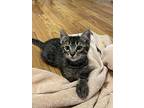 Herb Spice, Domestic Shorthair For Adoption In Friendswood, Texas