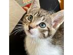 Chauncey, Domestic Shorthair For Adoption In Jersey City, New Jersey