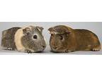 Appa And Momo, Guinea Pig For Adoption In Chicago, Illinois