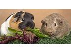 Cuddle And Tater, Guinea Pig For Adoption In Chicago, Illinois