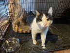 Clarence, Domestic Shorthair For Adoption In Chicago, Illinois