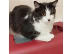 Styles, Domestic Longhair For Adoption In Toronto, Ontario