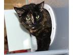 Princess Buttercup, Domestic Shorthair For Adoption In Toronto, Ontario
