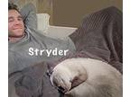 Stryder, Siamese For Adoption In Davis, California