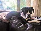 Liza, Boston Terrier For Adoption In Norristown, Pennsylvania