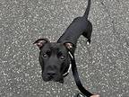Lancelot, American Pit Bull Terrier For Adoption In Norristown, Pennsylvania