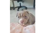 Peabody, American Staffordshire Terrier For Adoption In Wesley Chapel, Florida