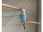 Alexis, Budgie For Adoption In Abbotsford, British Columbia