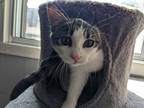 Cleo (kit), Domestic Shorthair For Adoption In Montreal, Quebec