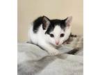 Gerkin, Domestic Shorthair For Adoption In Cleveland, Ohio