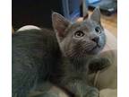 Rufus, Domestic Shorthair For Adoption In Irvine, California
