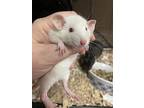 Milo And Otis: Video!!, Rat For Adoption In Edinburg, Pennsylvania