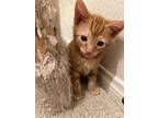 Honeybunches 4387, Domestic Shorthair For Adoption In Bonsall, California