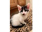 Froot Loops 4385, Domestic Shorthair For Adoption In Bonsall, California