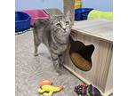 Squirrel, Domestic Shorthair For Adoption In Lowell, Michigan
