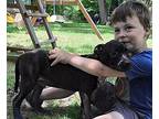 Slash Man, Labrador Retriever For Adoption In Middletown, Connecticut