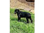 Uncle Jesse (6/19), Labrador Retriever For Adoption In Jackson, Tennessee