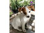 Remy, Jack Russell Terrier For Adoption In Los Angeles, California
