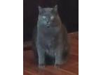 Darby, Russian Blue For Adoption In Howell, Michigan