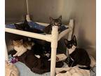 Bunches Of Oats, Domestic Shorthair For Adoption In Santa Rosa, California