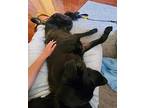 August, Labrador Retriever For Adoption In Milpitas, California