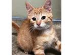 Clyde, Domestic Shorthair For Adoption In Northwood, New Hampshire
