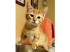 Sid, Domestic Shorthair For Adoption In Northwood, New Hampshire