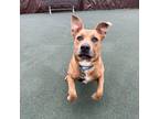 Penny, American Pit Bull Terrier For Adoption In San Francisco, California