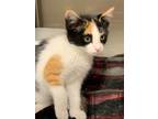 Callie (bonded With Billie), Domestic Shorthair For Adoption In Belleville