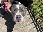 Cora (mcas), American Pit Bull Terrier For Adoption In Troutdale, Oregon