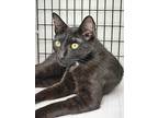 Prince, Domestic Shorthair For Adoption In Spring Branch, Texas
